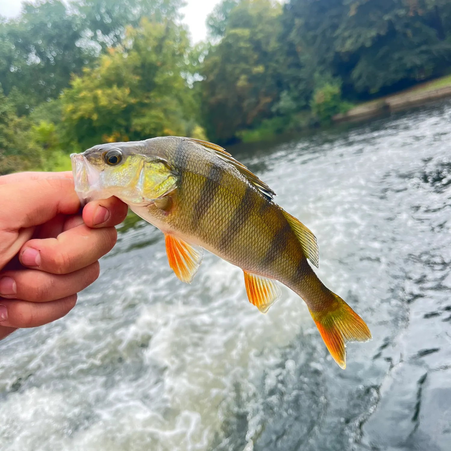 European perch caught on Fishbrain