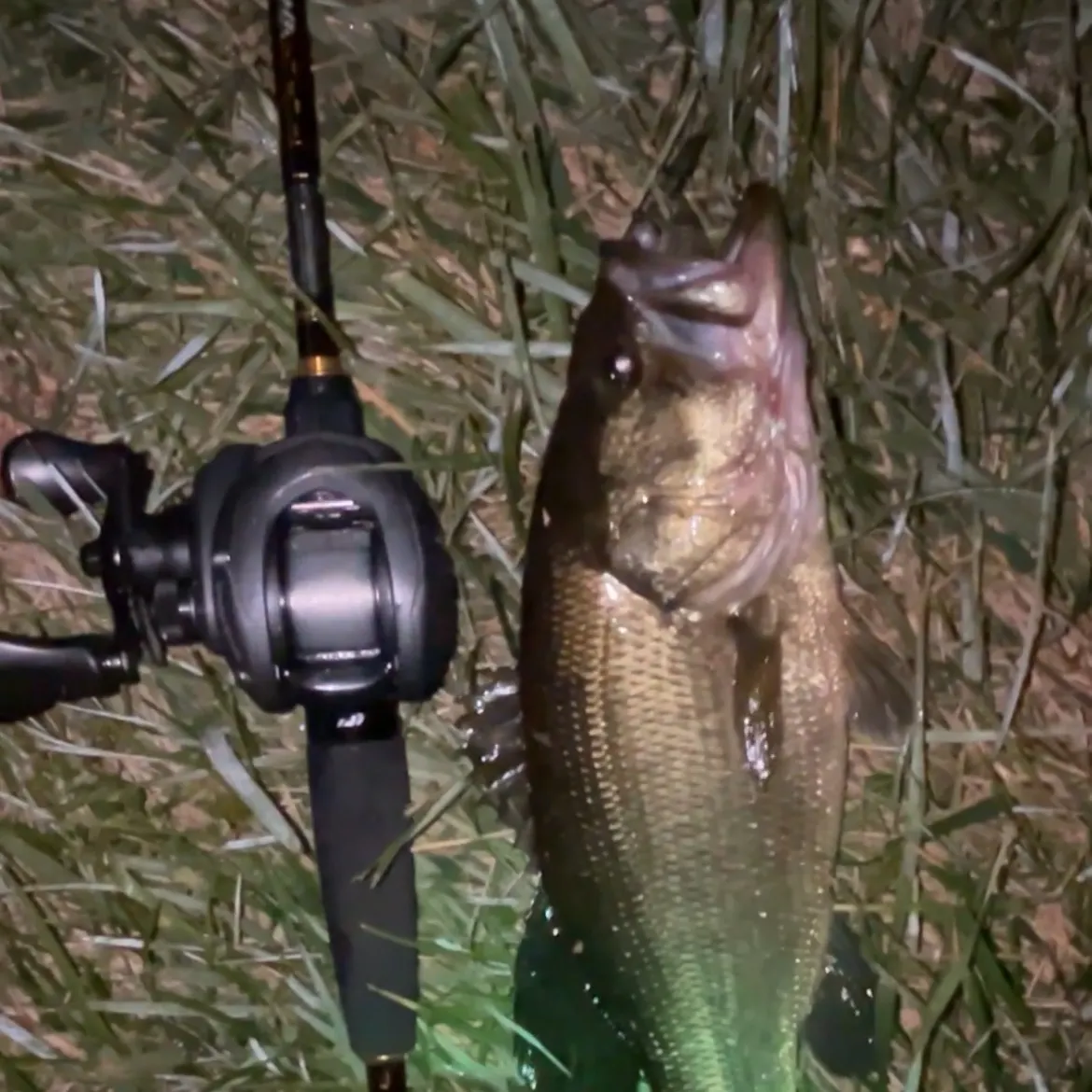 Largemouth bass caught on Fishbrain