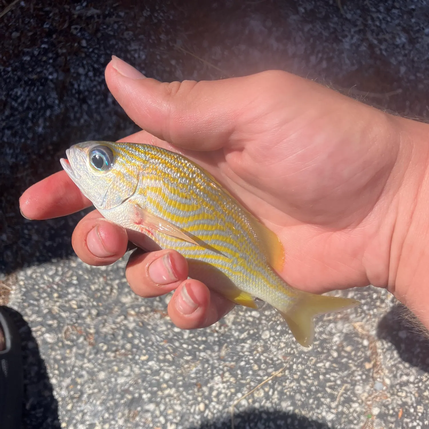 The most recent French grunt catches on Fishbrain