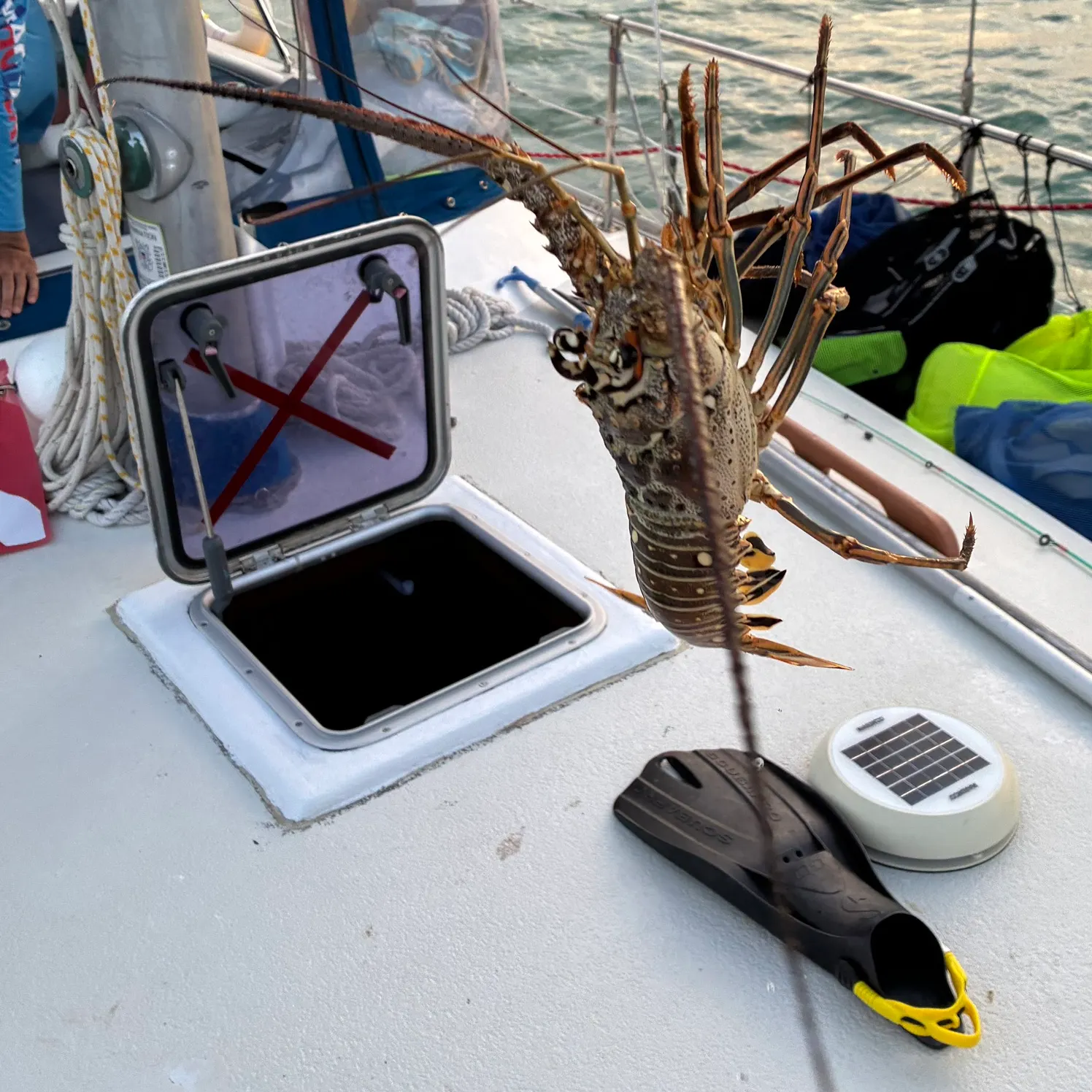 The most recent Caribbean spiny lobster catches on Fishbrain