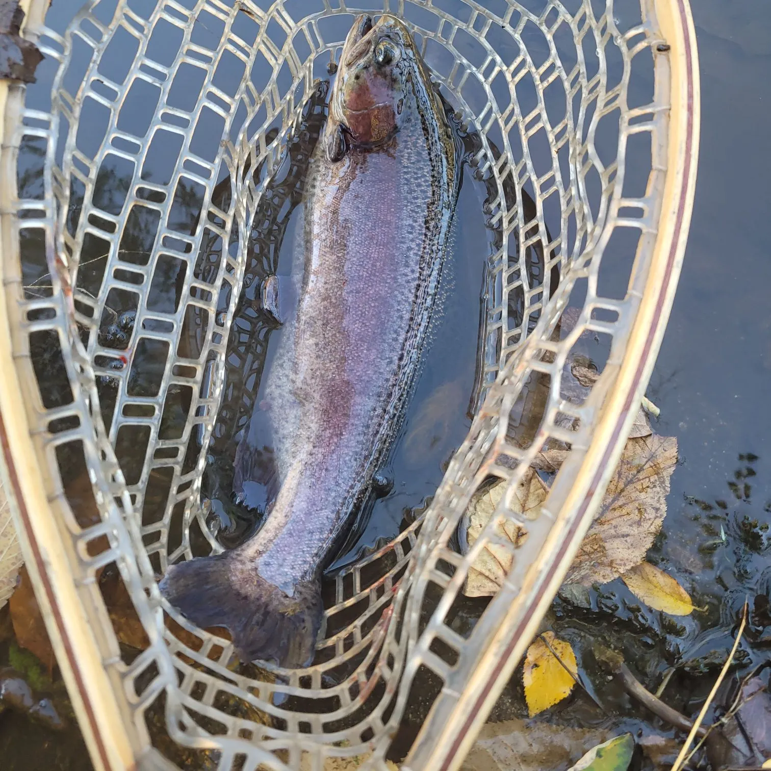 Rainbow trout caught on Fishbrain