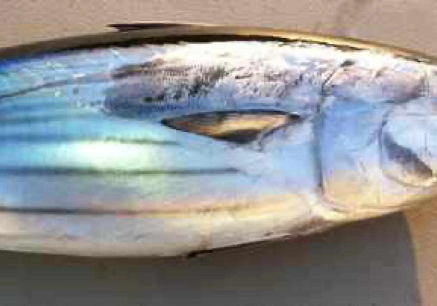 Skipjack tuna