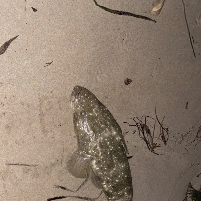 Dusky flathead caught on Fishbrain