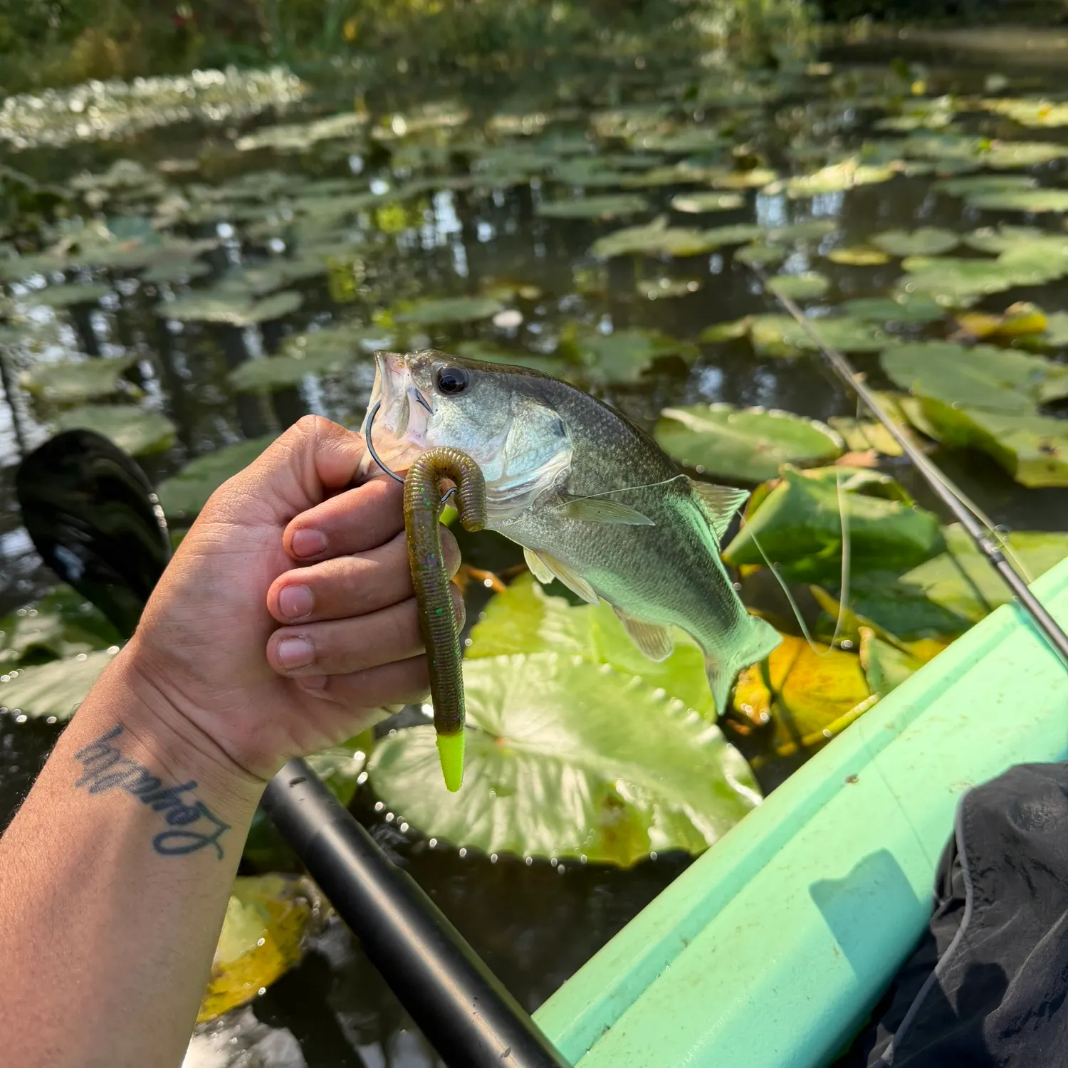 Largemouth bass caught on Fishbrain