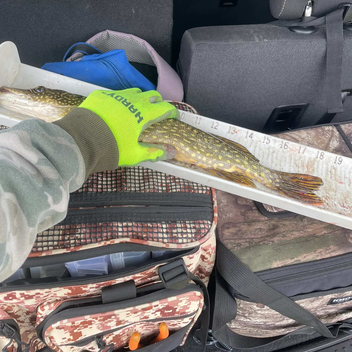 recently logged catches