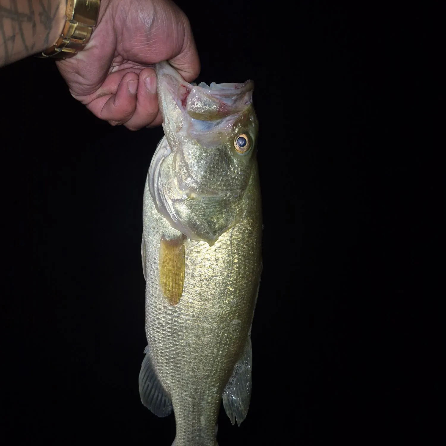 Largemouth bass caught on Fishbrain