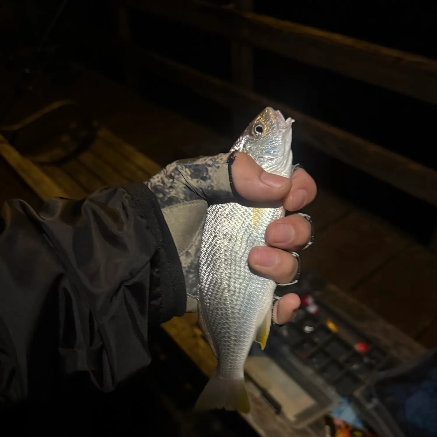 White croaker caught on Fishbrain