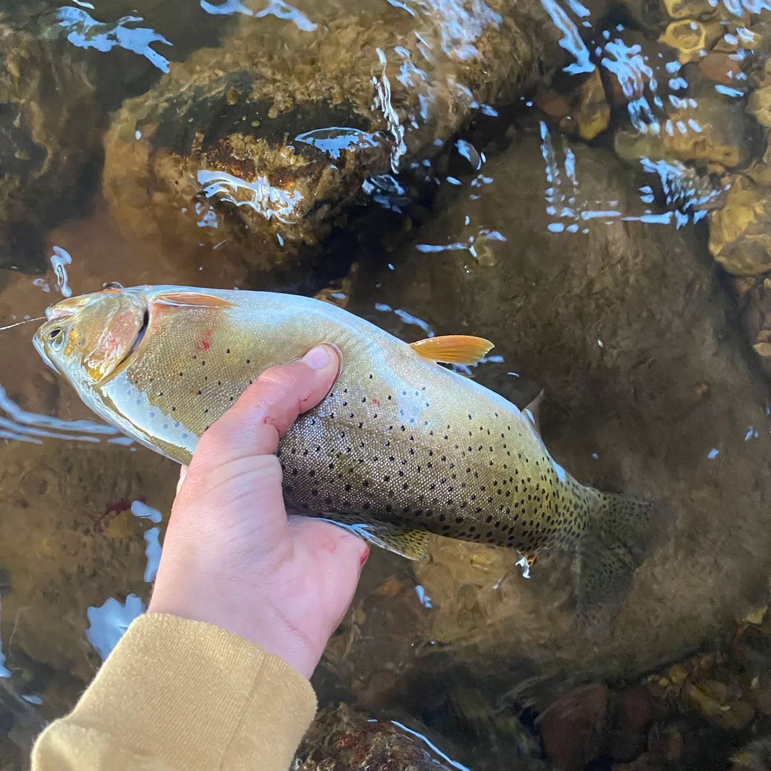 recently logged catches