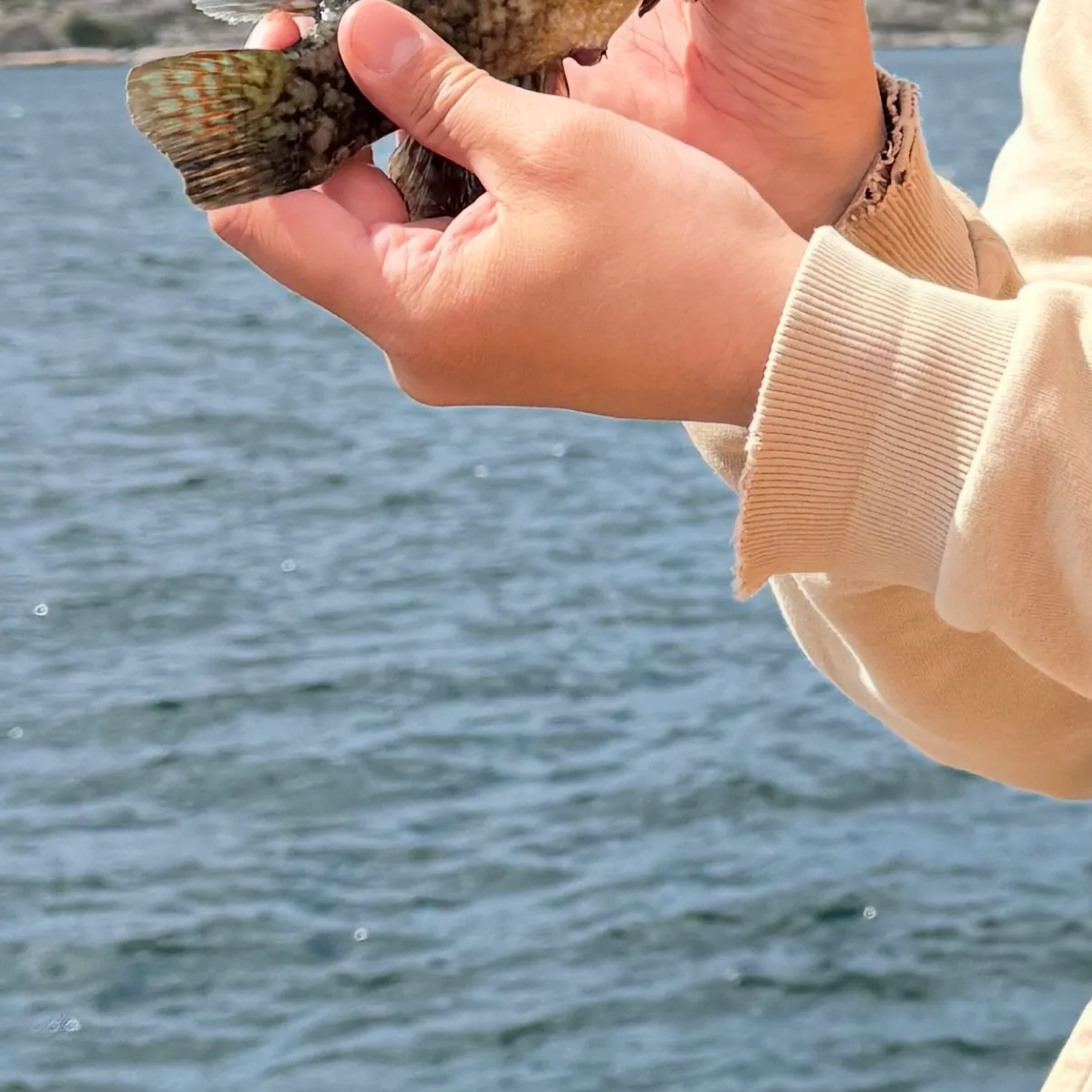 The most recent Ballan wrasse catches on Fishbrain