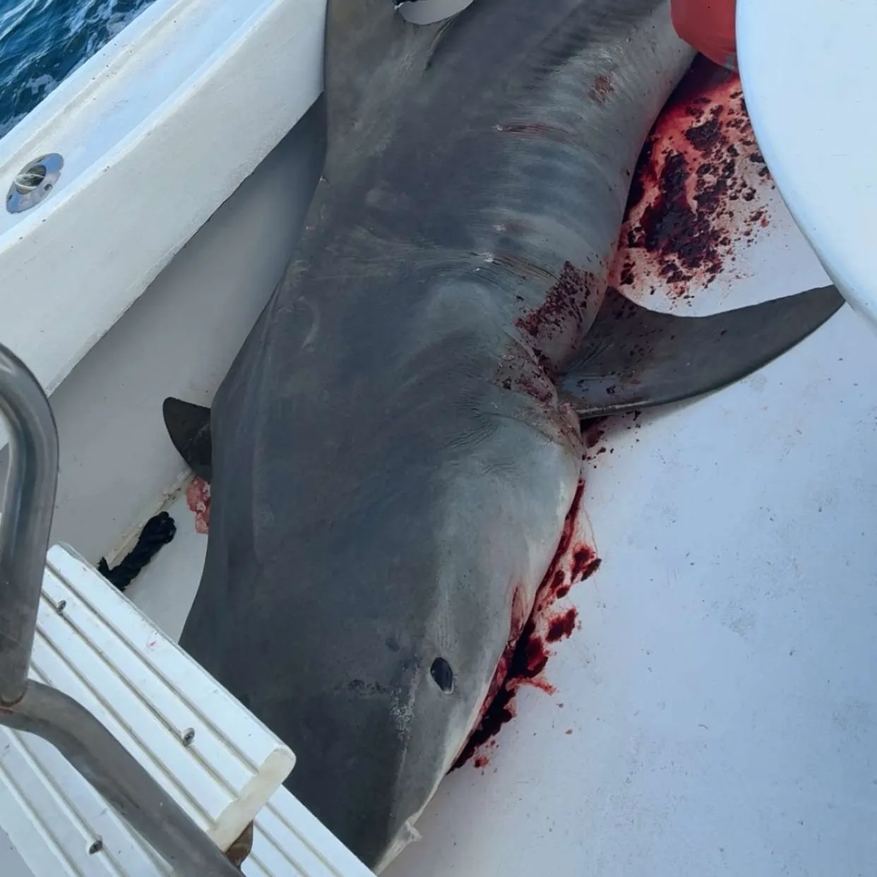 Tiger shark caught on Fishbrain