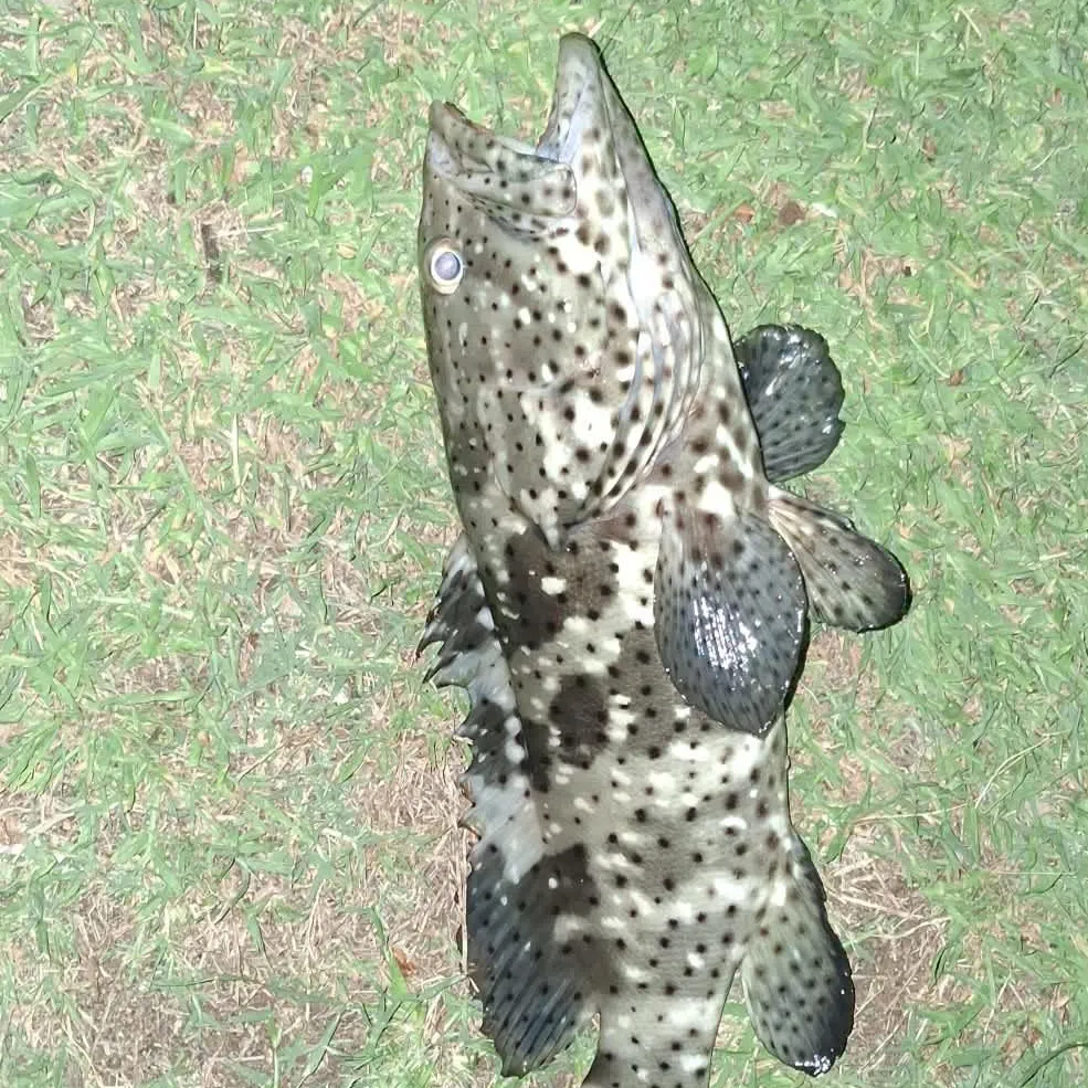 The most recent Orange-spotted grouper catches on Fishbrain