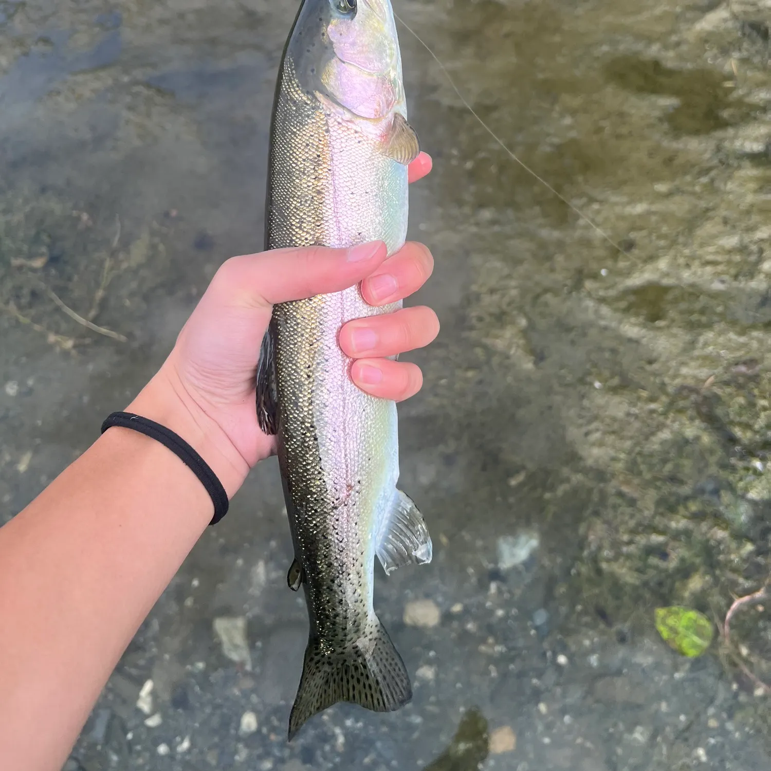 Rainbow trout caught on Fishbrain