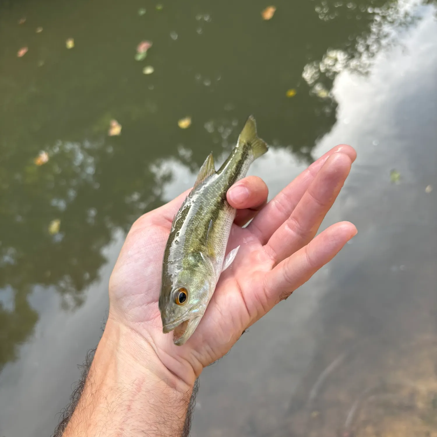 Spotted bass caught on Fishbrain