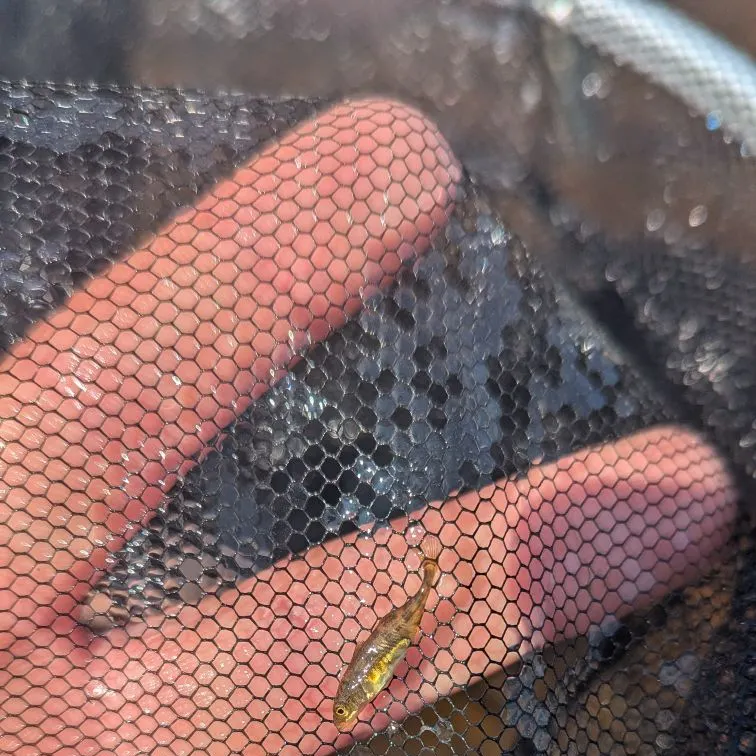 The most recent Three-spined stickleback catches on Fishbrain