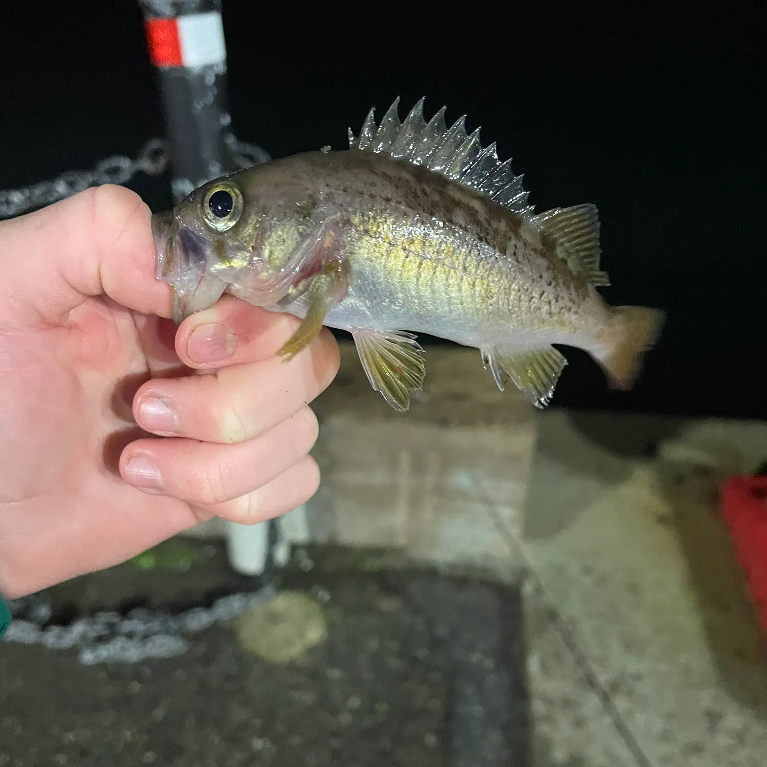 The most recent Yellowtail rockfish catches on Fishbrain