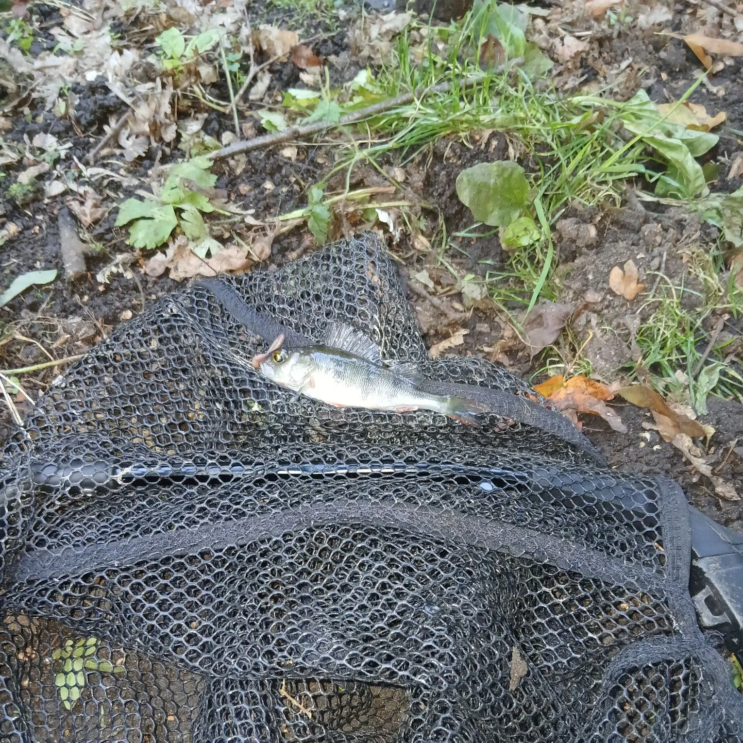 European perch caught on Fishbrain