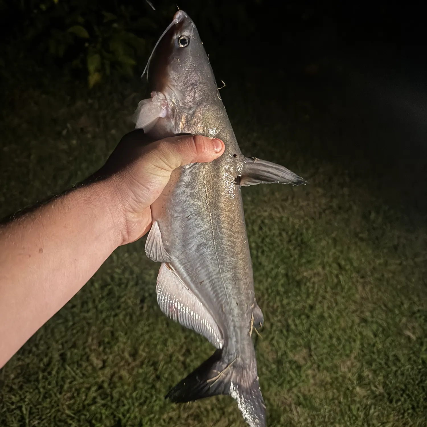 Blue catfish caught on Fishbrain