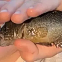 Green sunfish caught on Fishbrain