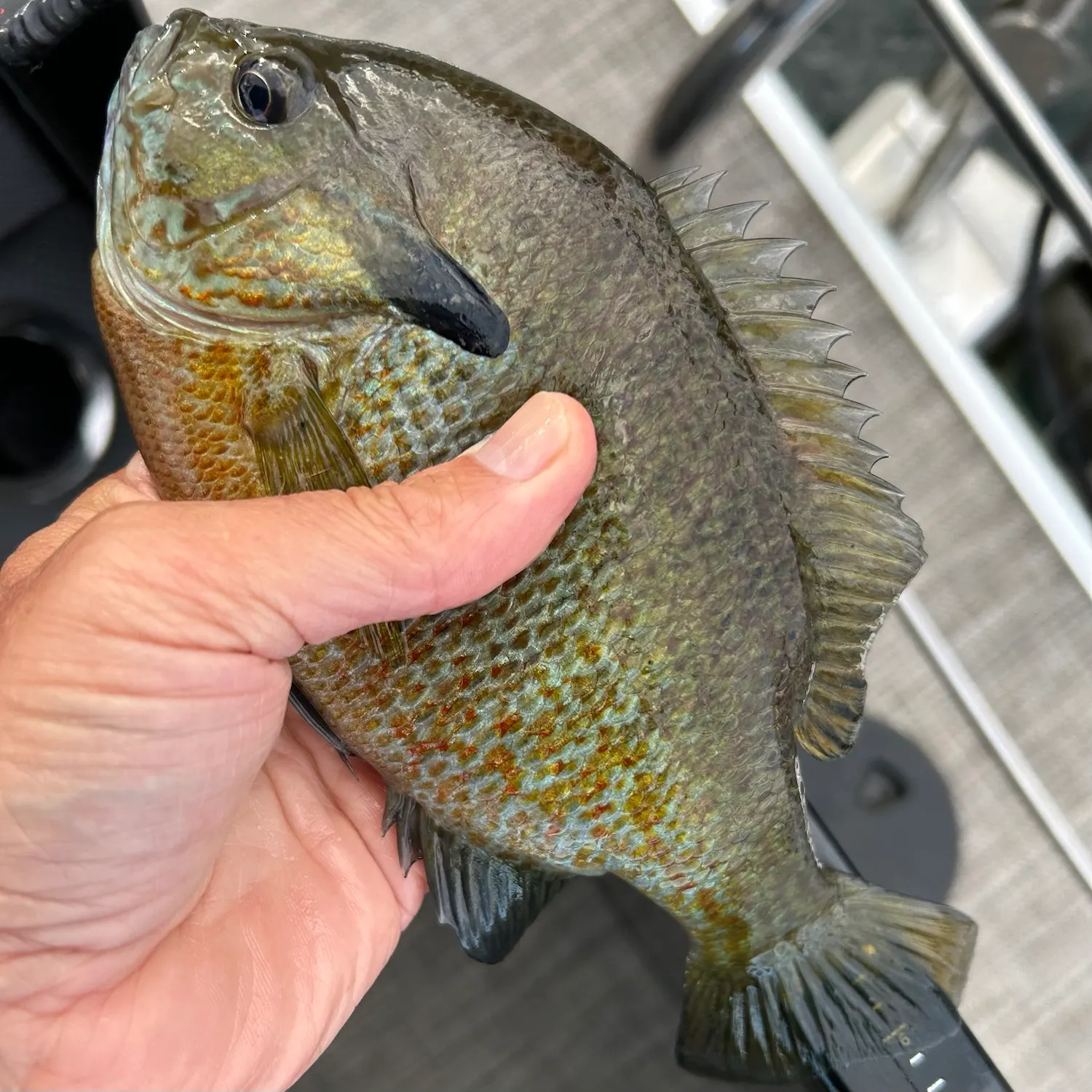 Redbreast sunfish caught on Fishbrain