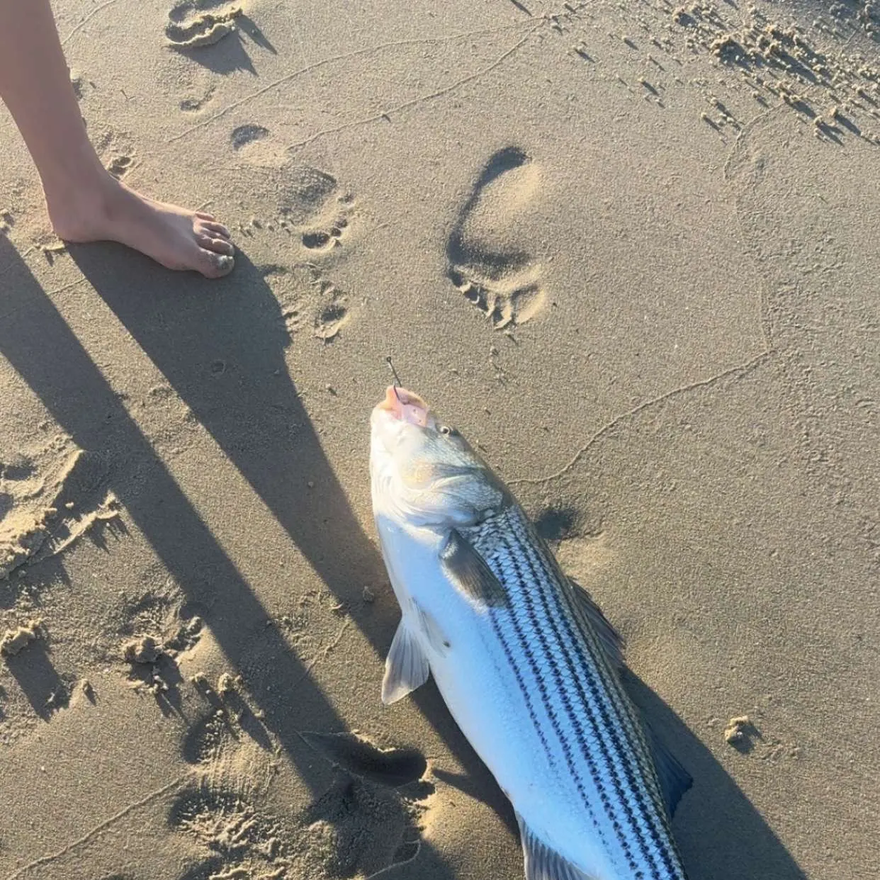 Striped bass caught on Fishbrain