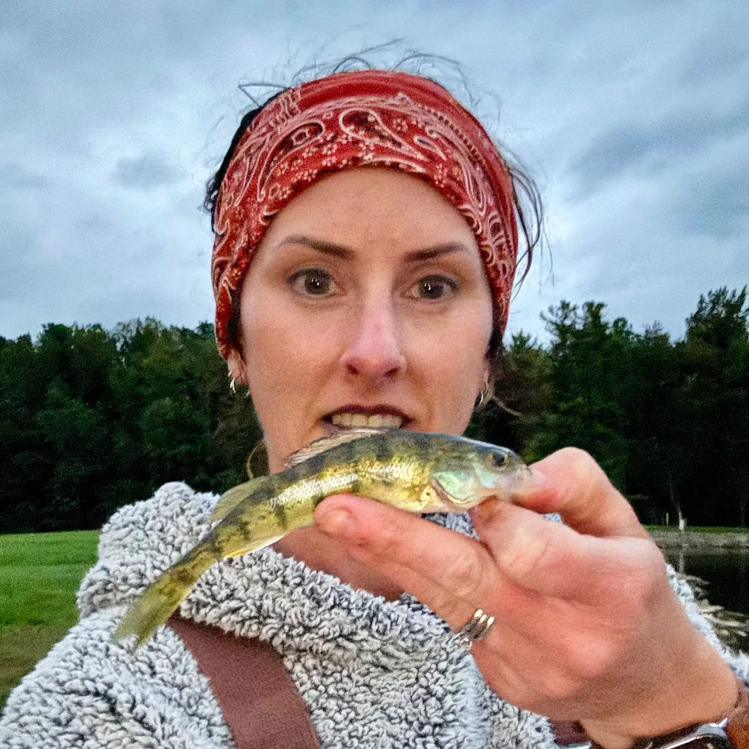 Yellow perch caught on Fishbrain