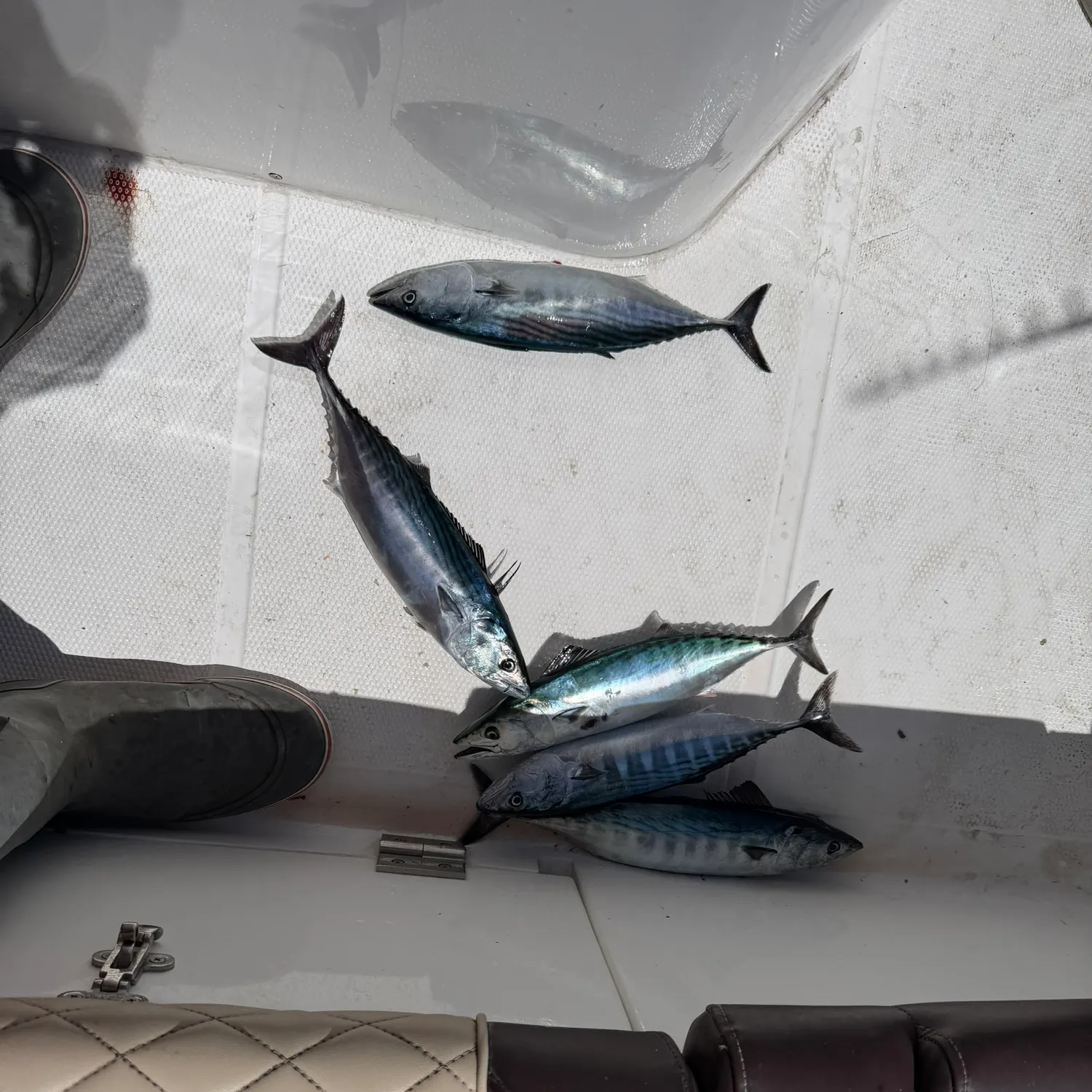 The most recent Pacific bonito catches on Fishbrain