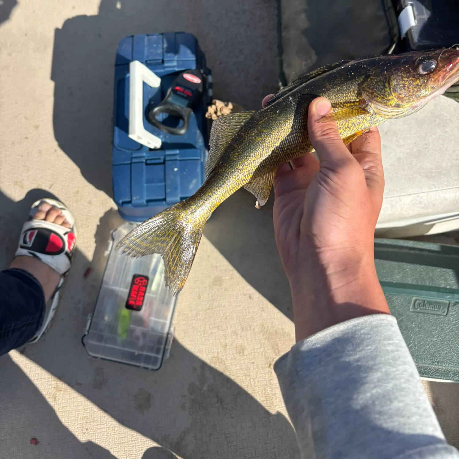 Walleye caught on Fishbrain