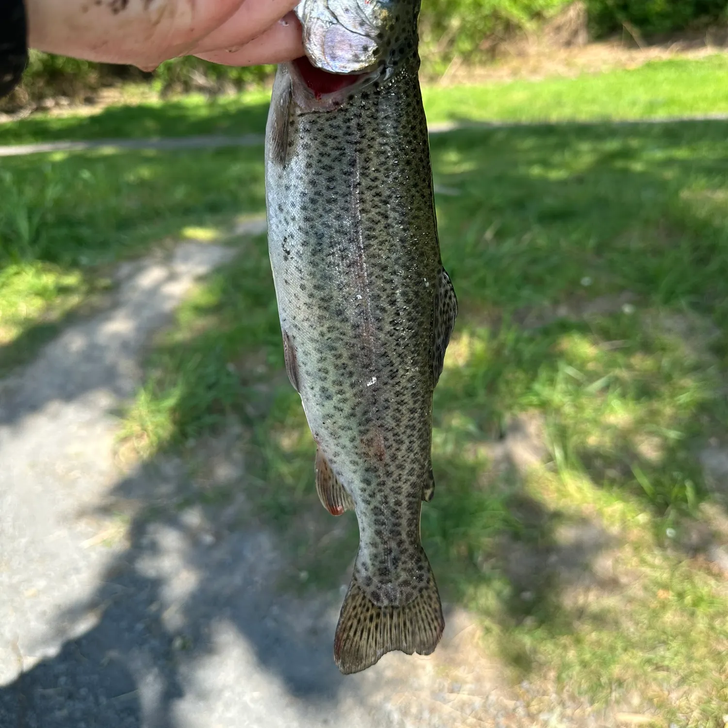 angler catch