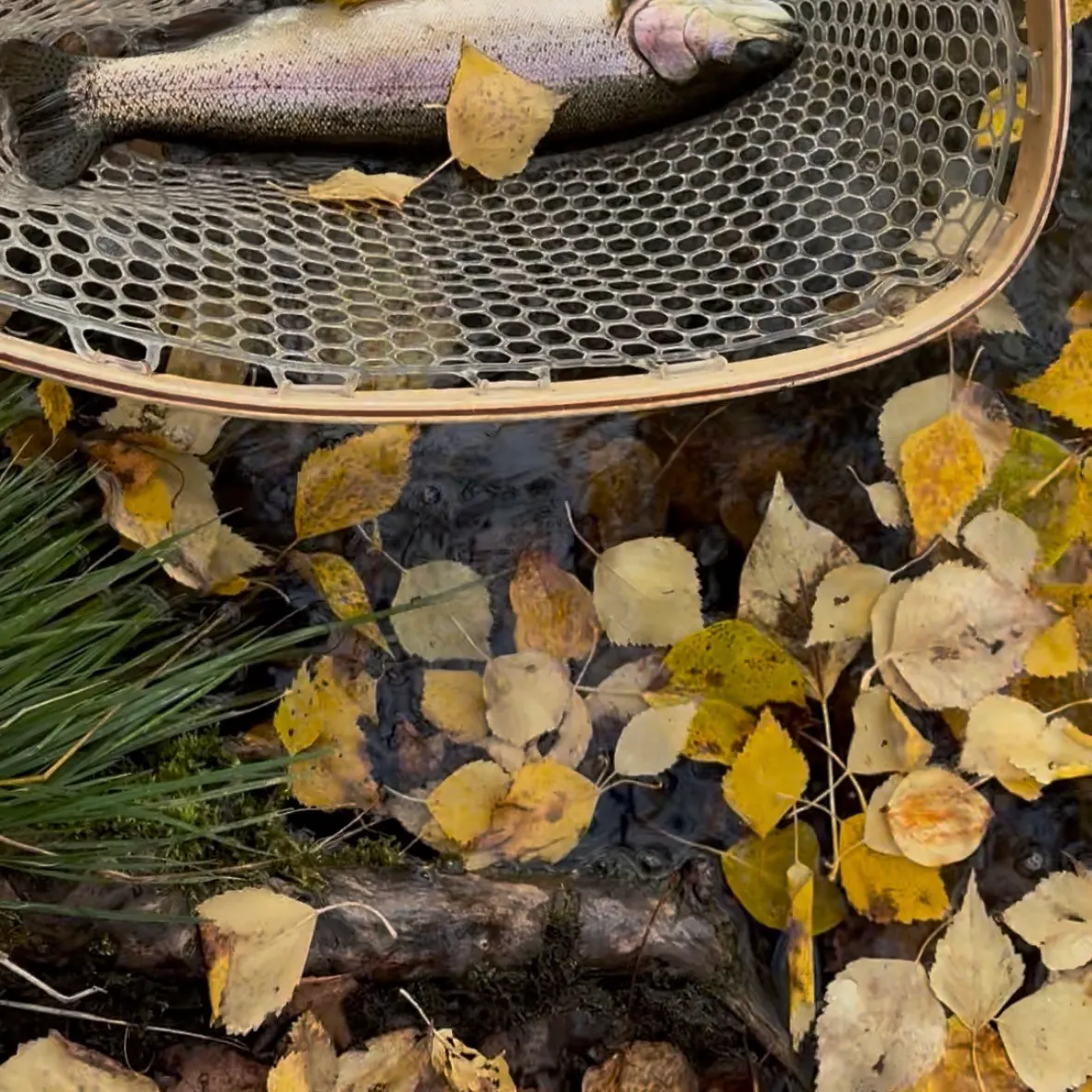 Rainbow trout caught on Fishbrain