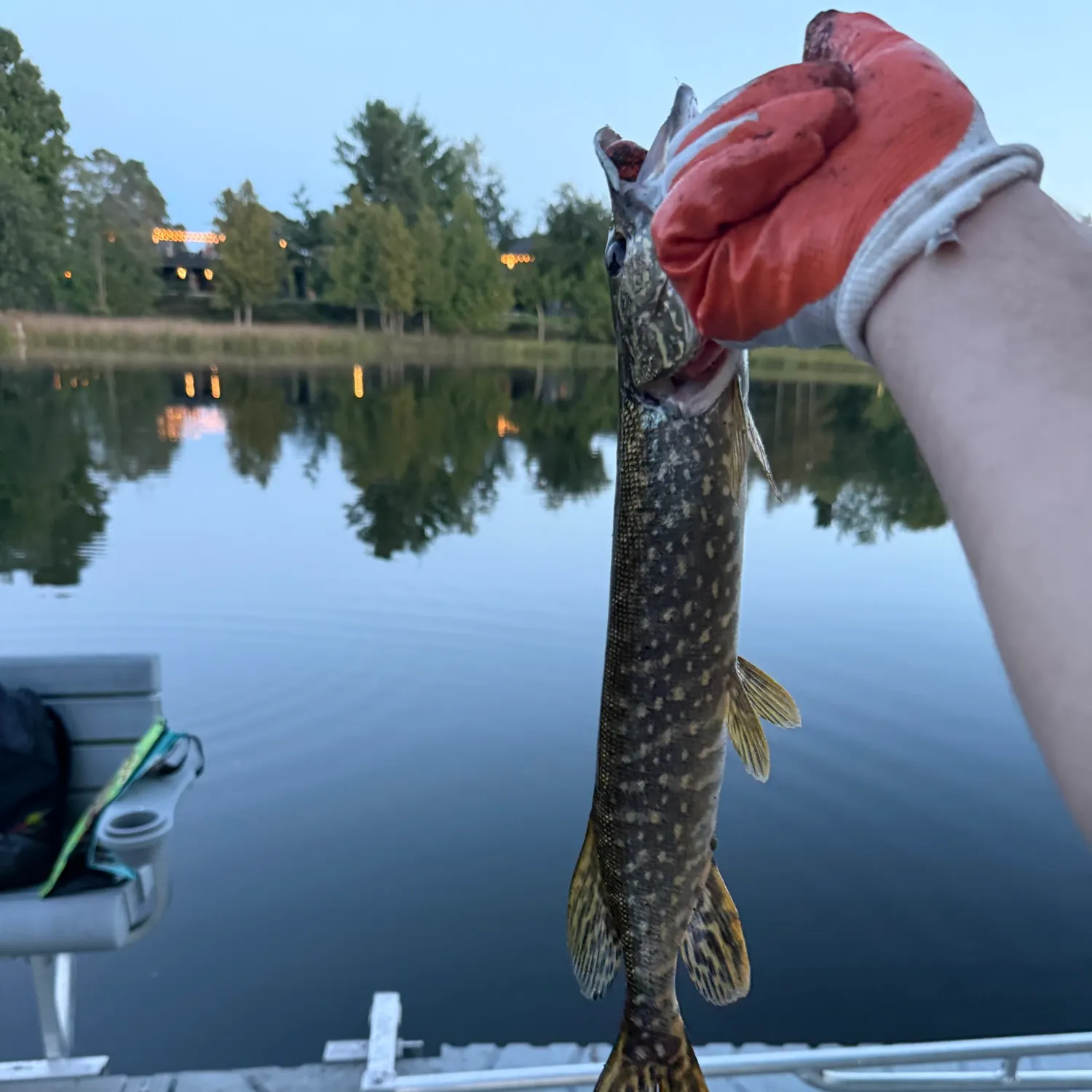 Northern pike caught on Fishbrain