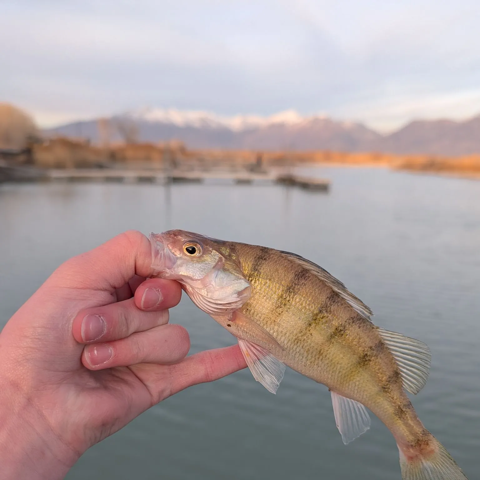 The most recent Yellow perch catches on Fishbrain