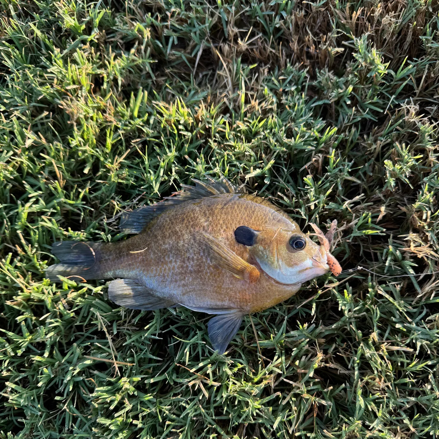 Bluegill caught on Fishbrain
