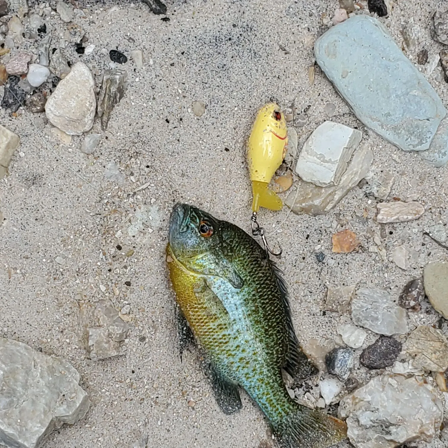 Redbreast sunfish caught on Fishbrain