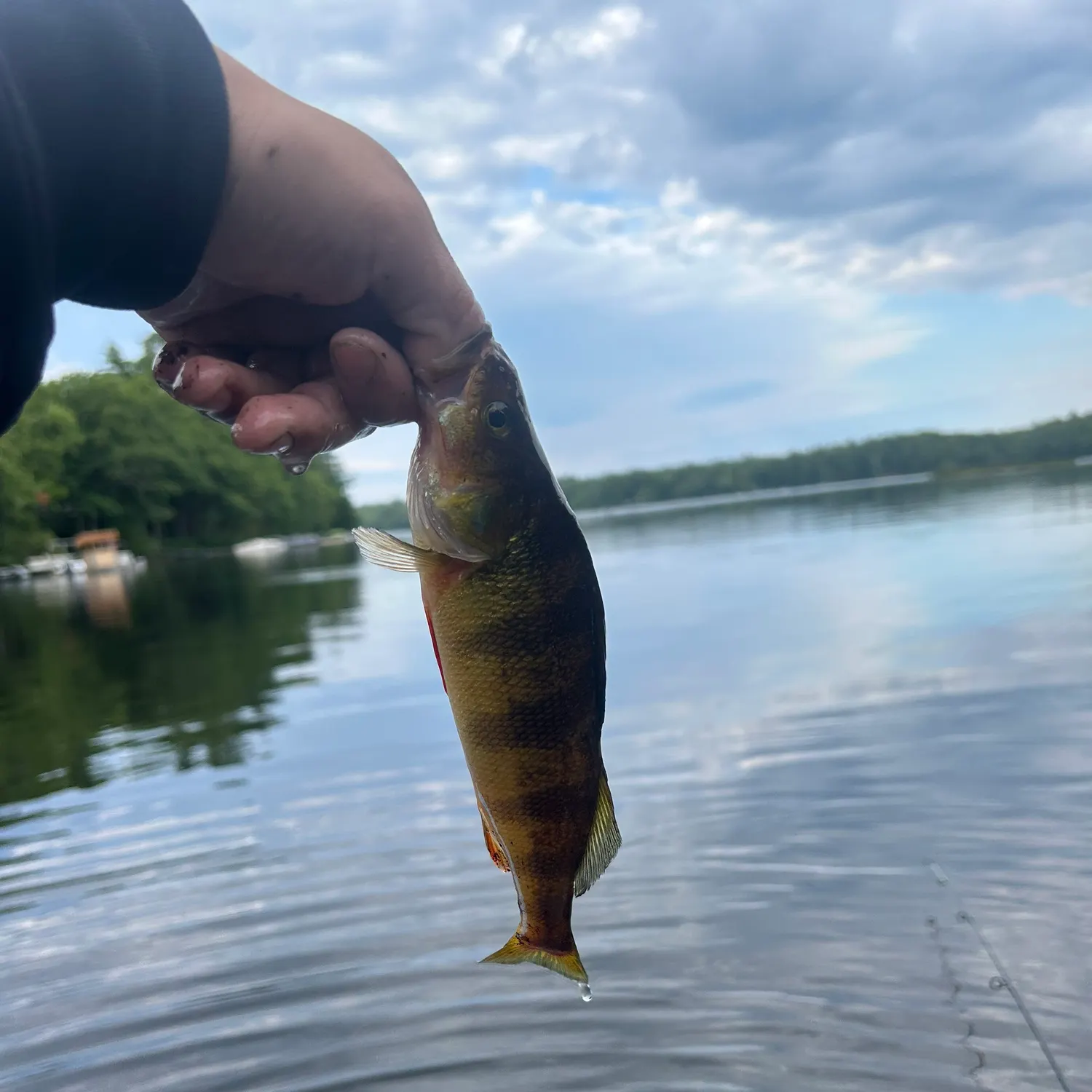 Yellow perch caught on Fishbrain