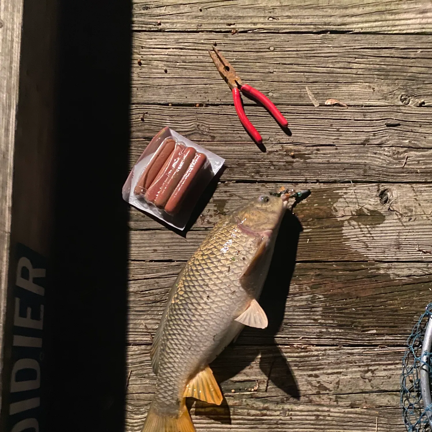 Common carp caught on Fishbrain