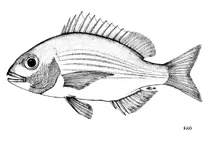 Panga seabream