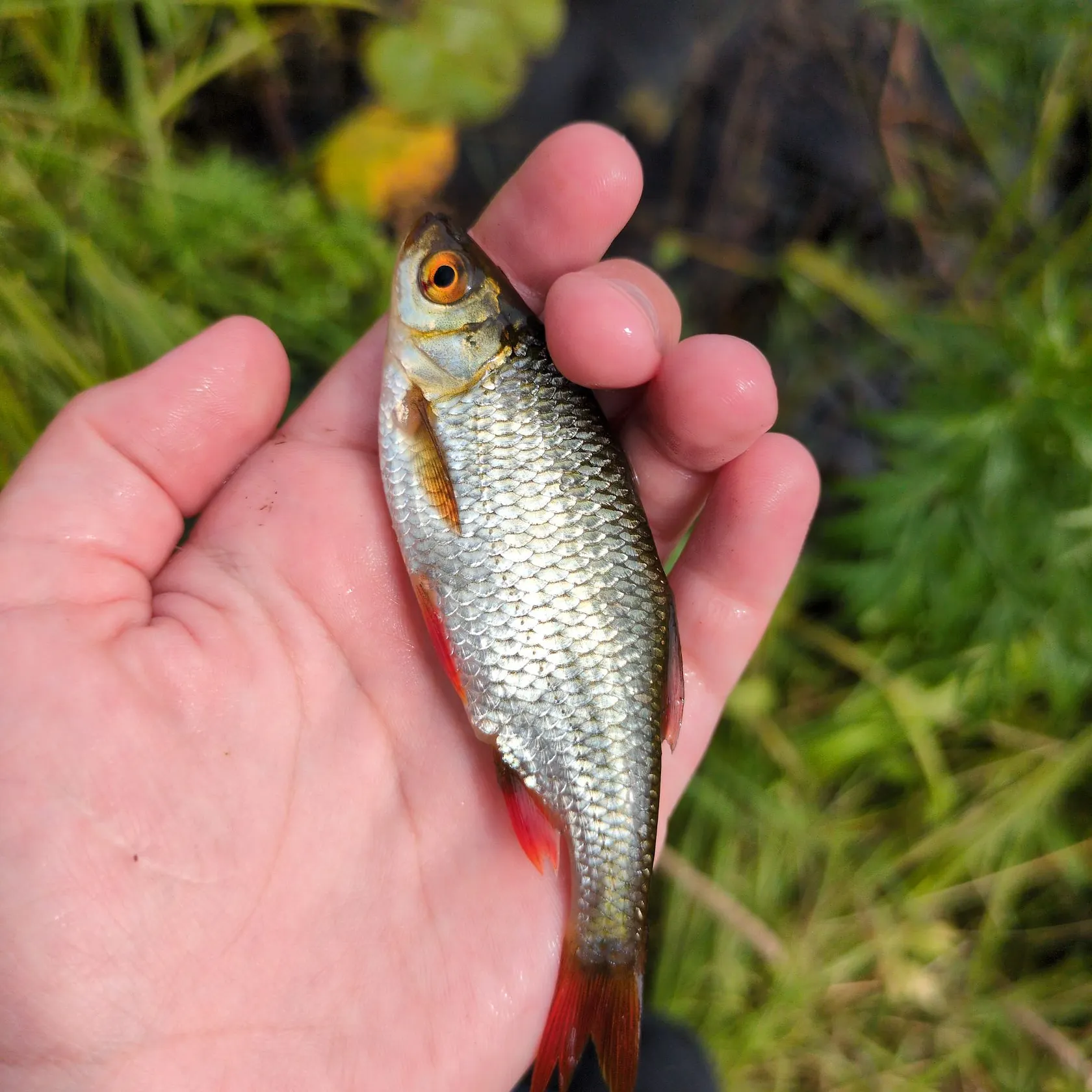 Fish caught on Fishbrain