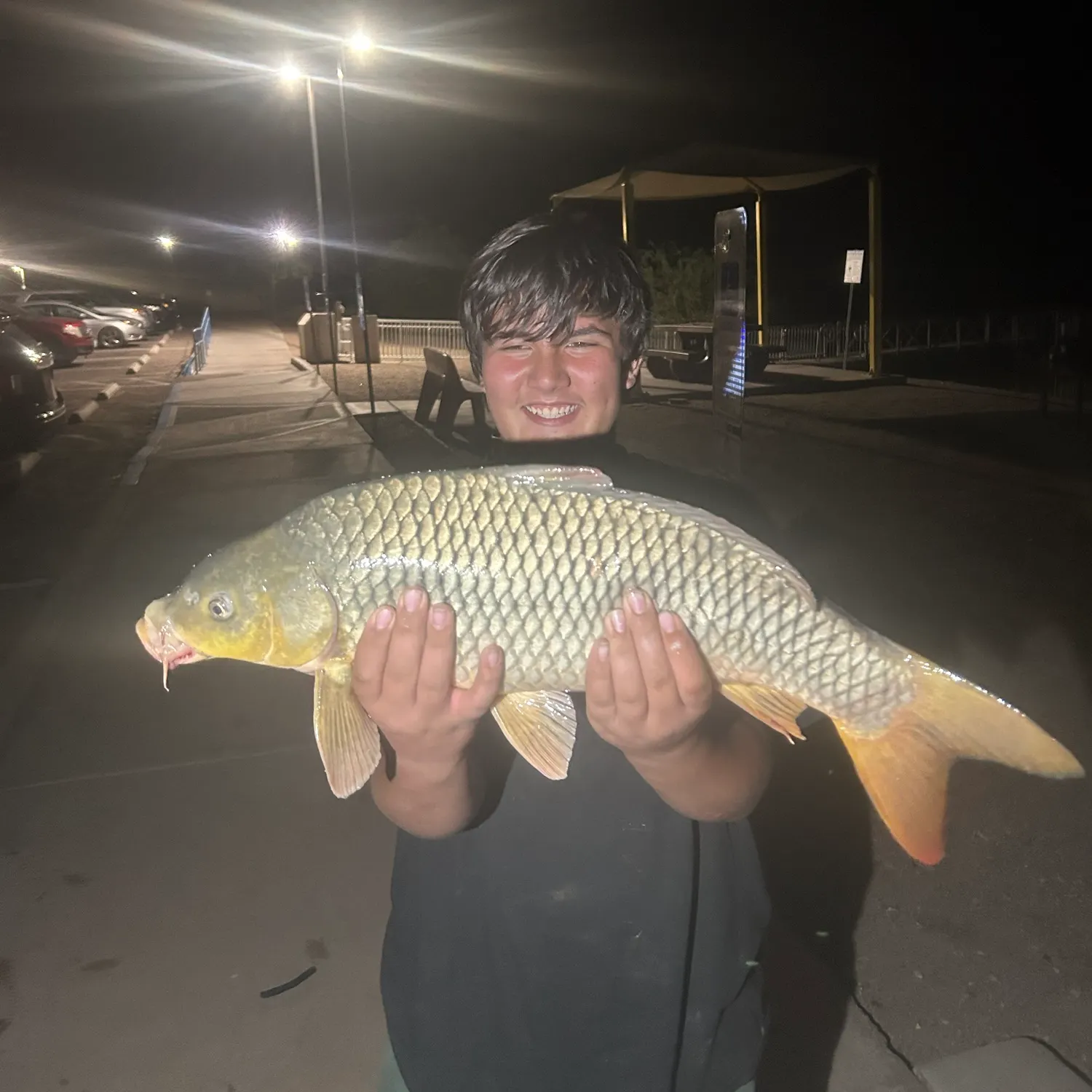 Common carp caught on Fishbrain