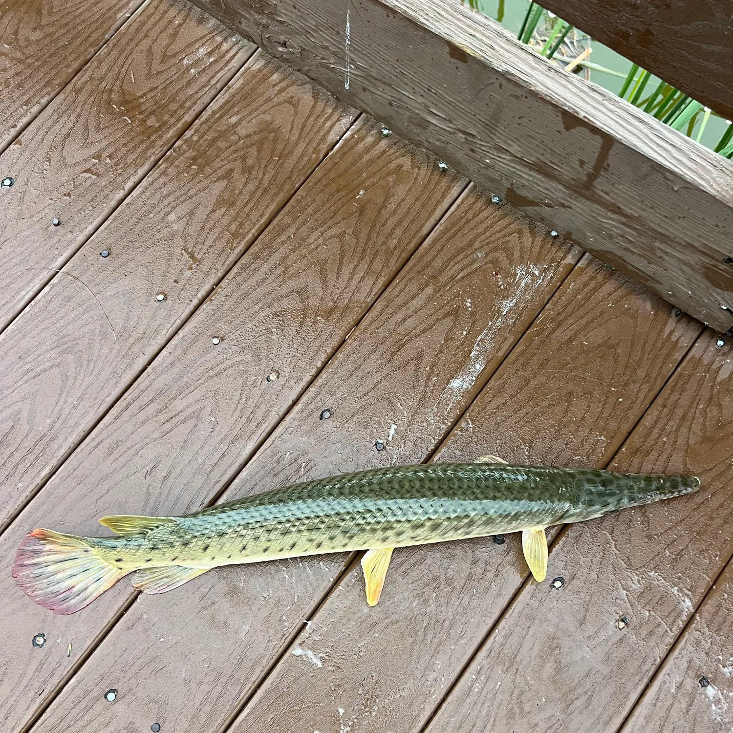 The most recent Spotted gar catches on Fishbrain