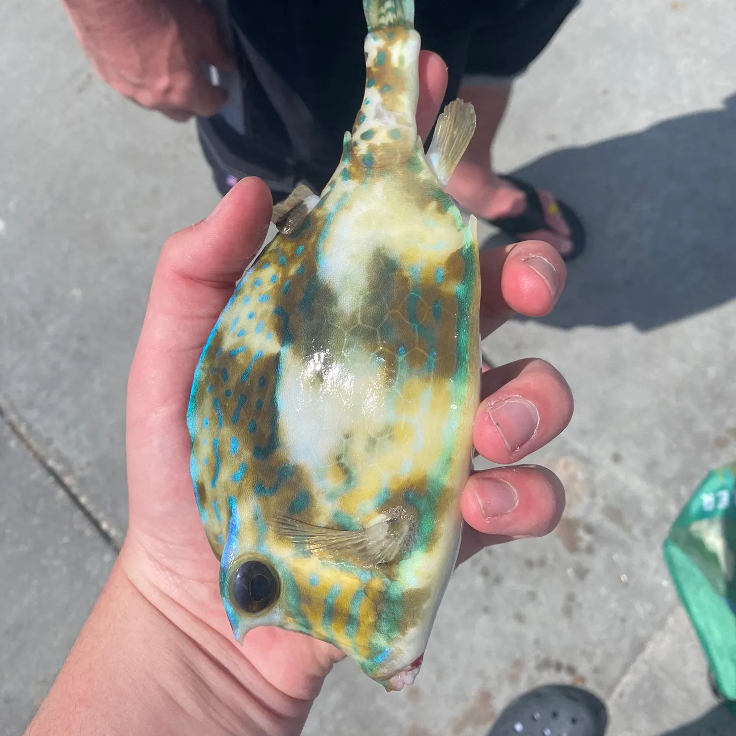 The most recent Smooth trunkfish catches on Fishbrain