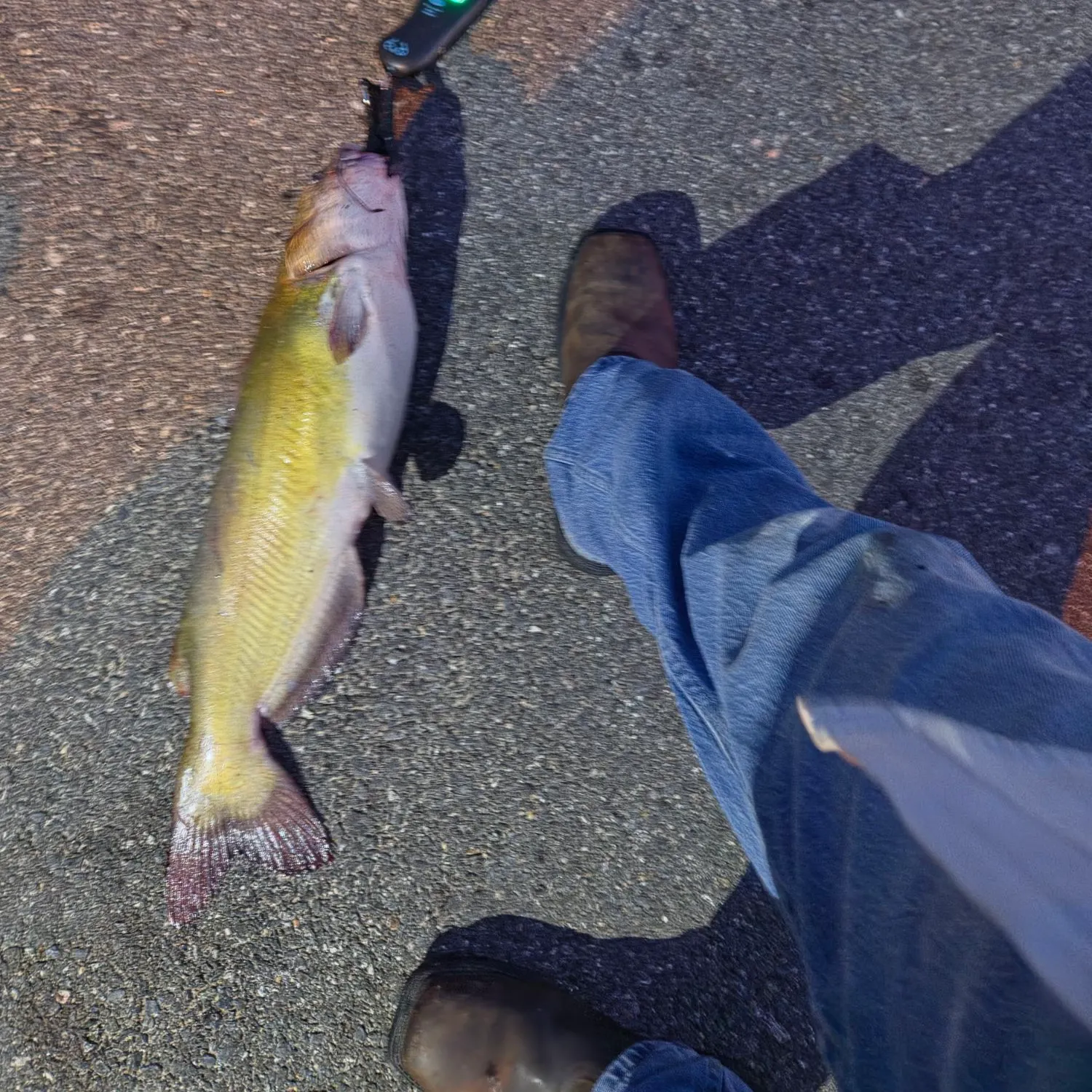 Channel catfish caught on Fishbrain