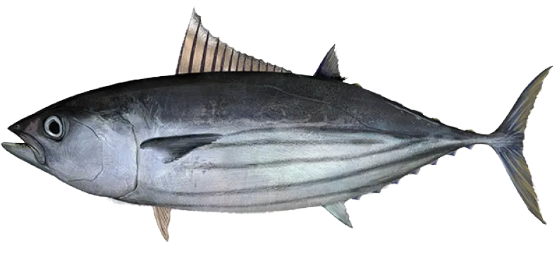 Skipjack tuna
