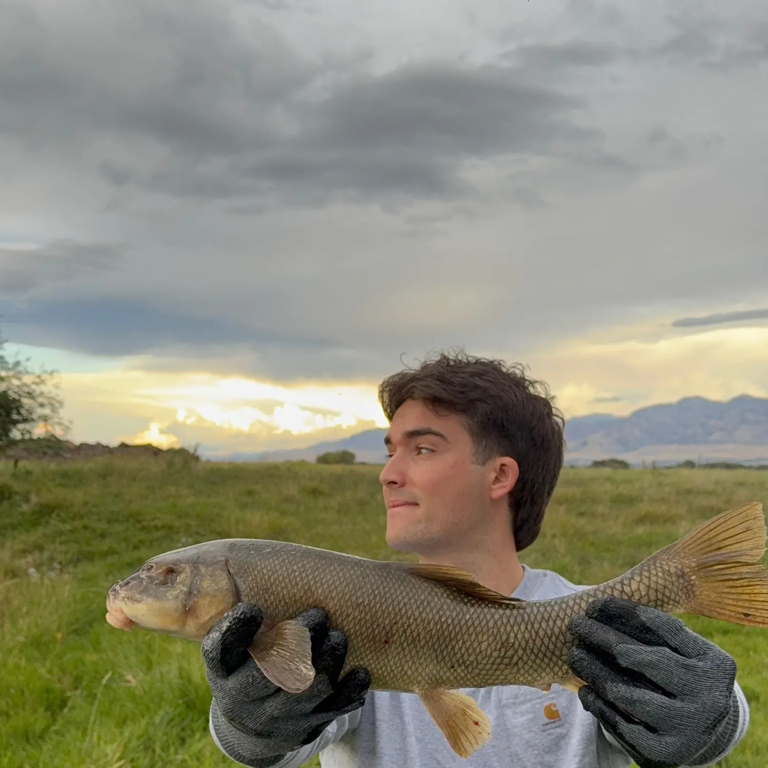 White sucker caught on Fishbrain