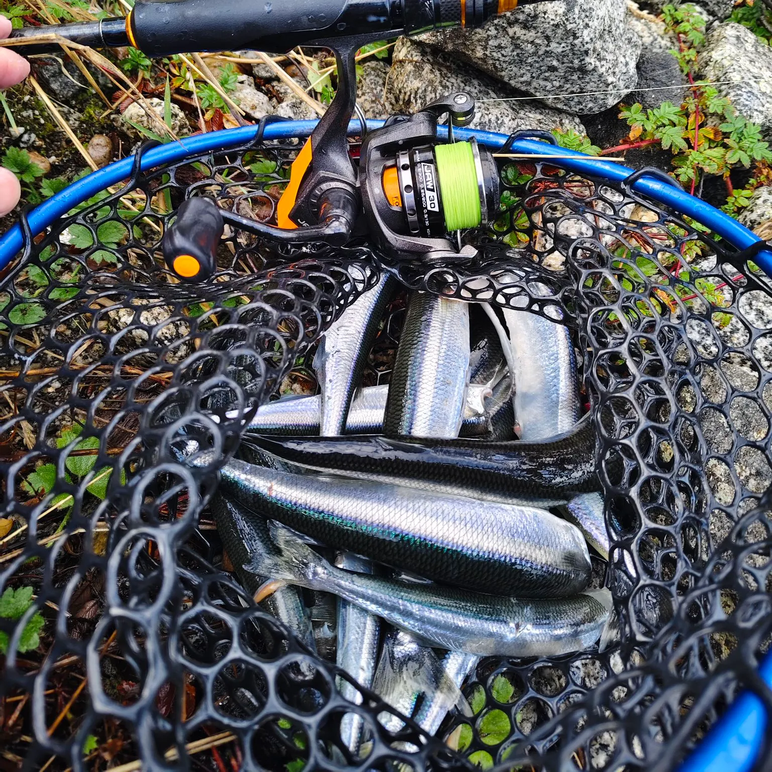The most recent Argentinian silverside catches on Fishbrain