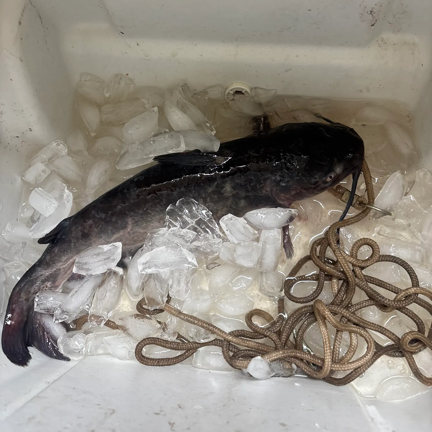 Channel catfish caught on Fishbrain