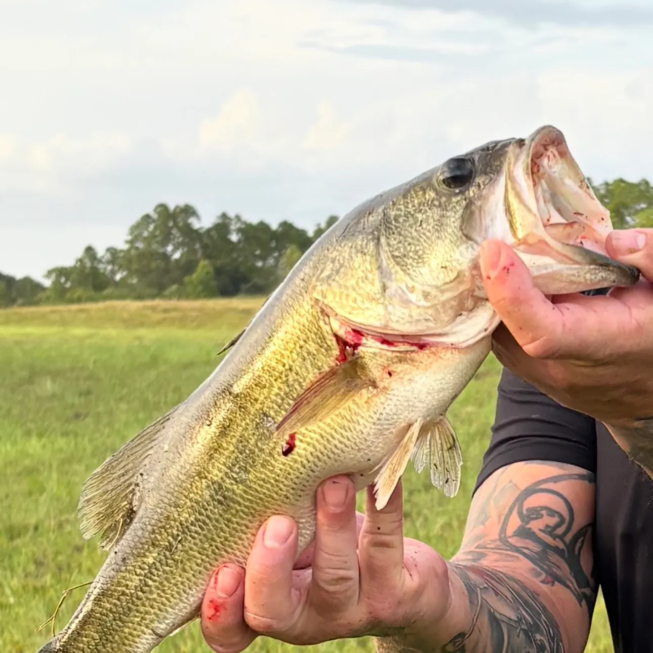 Largemouth bass caught on Fishbrain