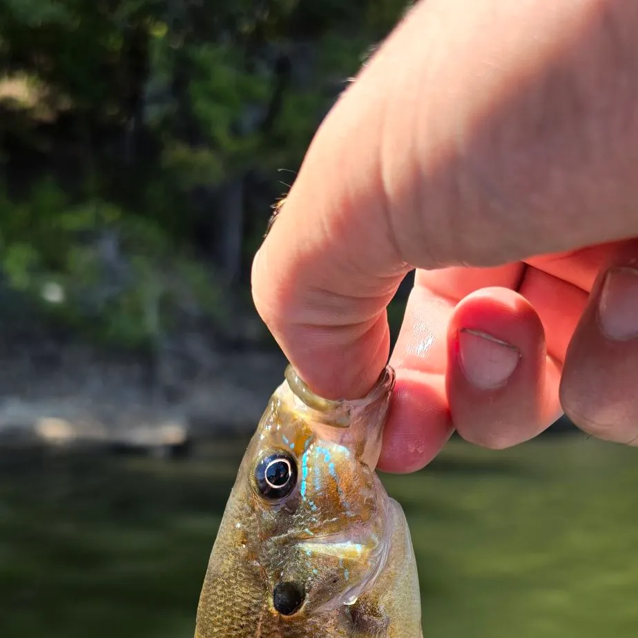 Green sunfish caught on Fishbrain