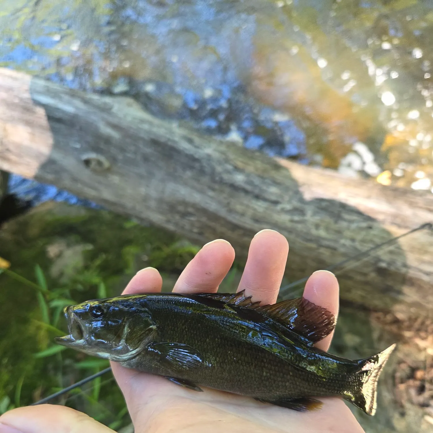 Smallmouth bass caught on Fishbrain