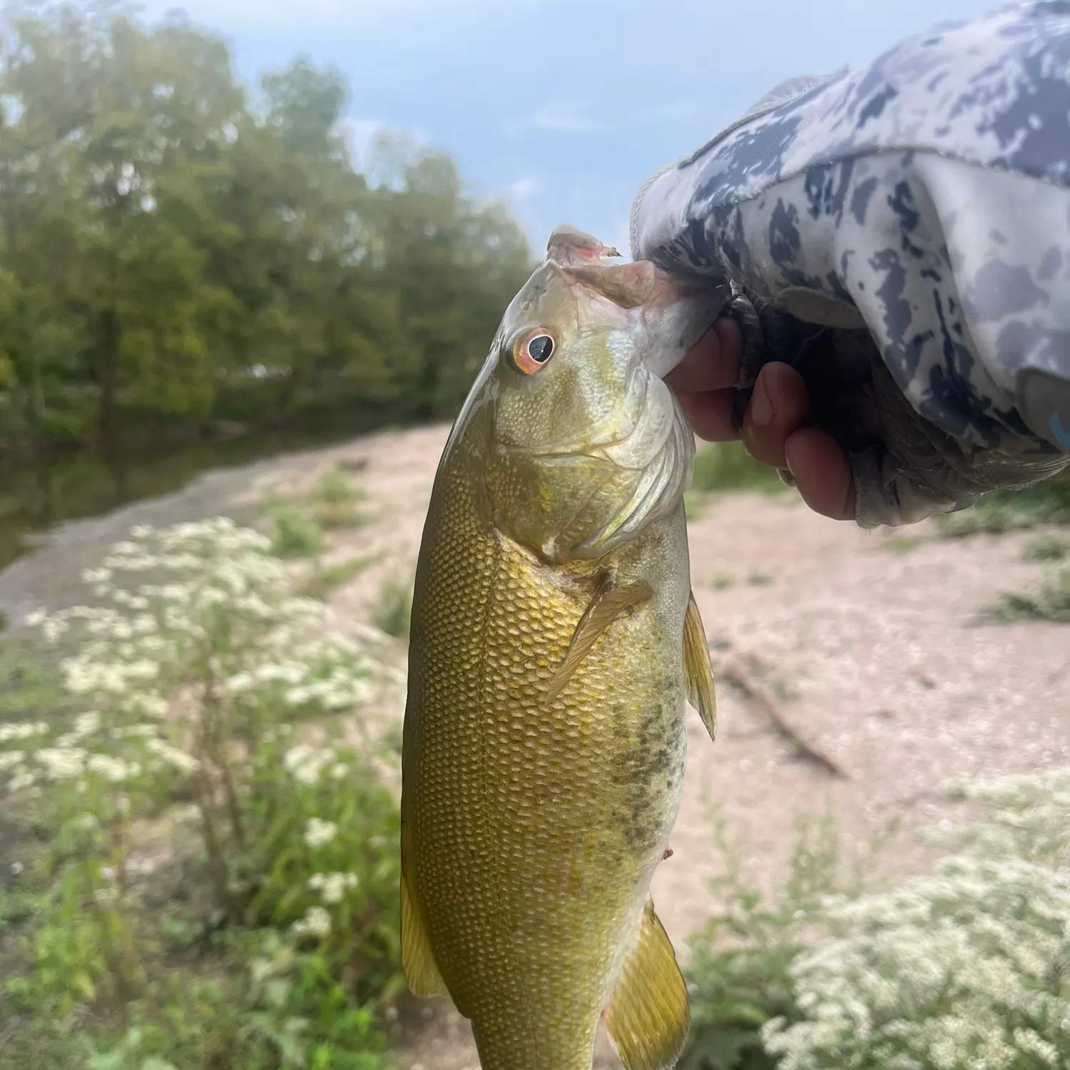 Smallmouth bass caught on Fishbrain