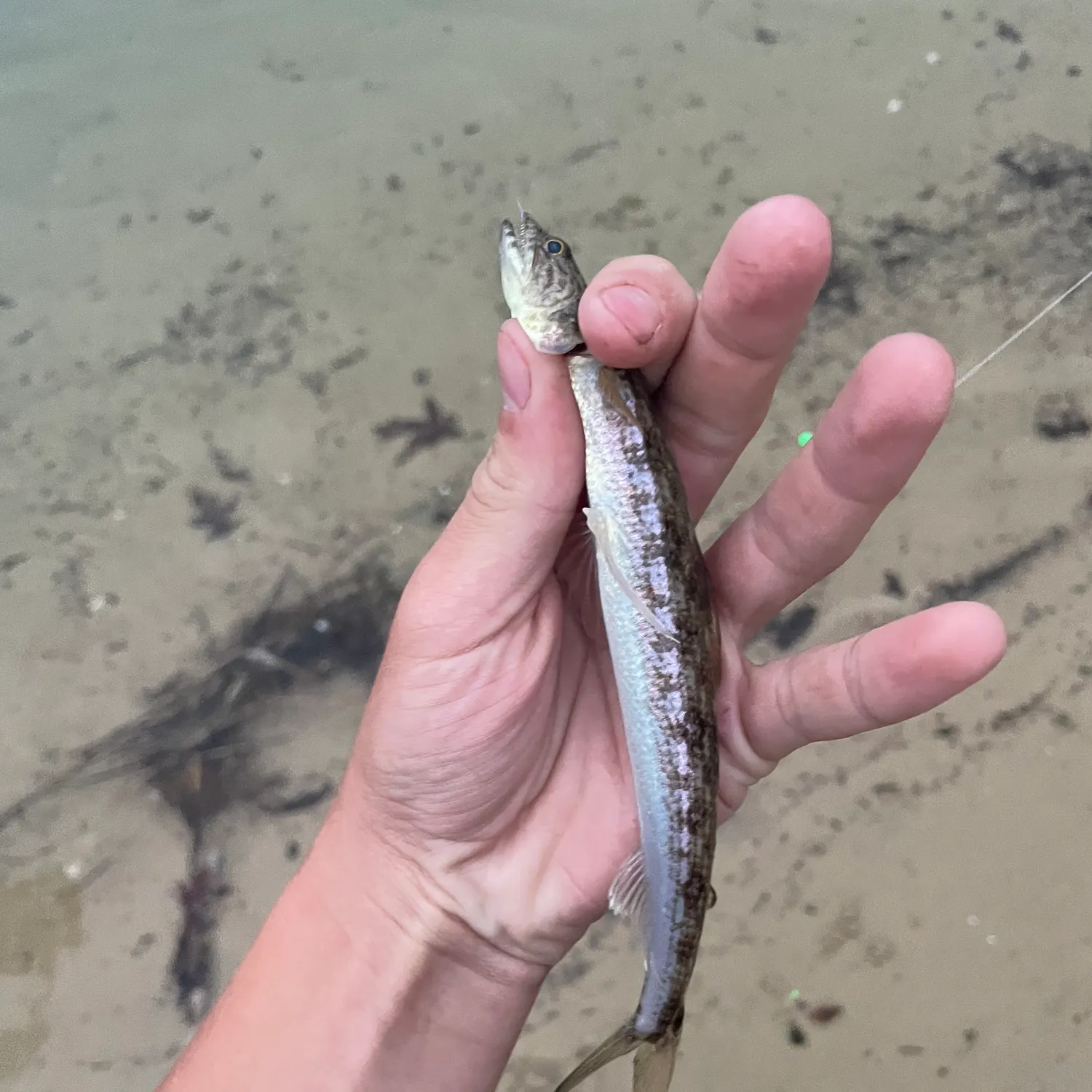 Inshore lizardfish caught on Fishbrain